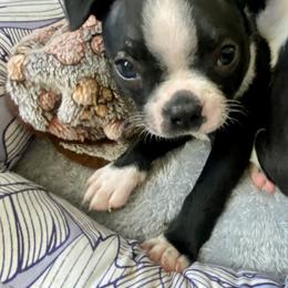 Georgie Washington born in the 250th yr of our country - Black and white male Boston Terrier puppy in Murrells Inlet, South Carolina from Inlet Boston Terriers
