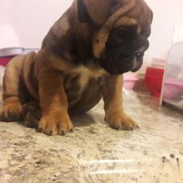 Bulldog and French Bulldog Puppies from Southern Standard Bulldogs
