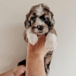 Ginger. - Merle female Sheepadoodle puppy in Wabash, Indiana from DOODCompany