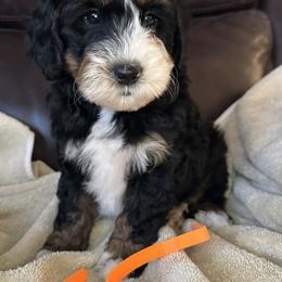Girl 3 orange Collar Bow - Black and white female Bernedoodle puppy in Cody, Wyoming from Yellowstone Breeders