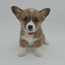 Cheddar(Gingersnap) - Sable female Pembroke Welsh Corgi puppy in Dickeyville, Wisconsin from J&R Shepherds & Corgis