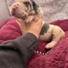 Q Litter - Blue female Great Dane puppy in Cadillac, Michigan from Garrow Danes House of Blues