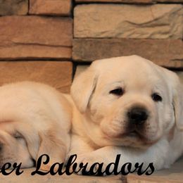 Labrador Retriever Puppies from Günther Labradors