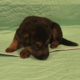 Caliber Vom Haus Atreus - Black and tan male German Shepherd puppy in Waldorf, Maryland from Haus Atreus German Shepherds
