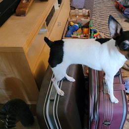 Toy Fox Terriers from Wesford Kennels