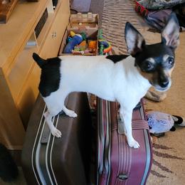 Toy Fox Terriers from Wesford Kennels