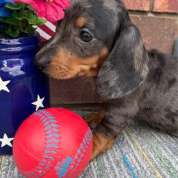 Duke - Dapple male Dachshund puppy in Tribbey, Oklahoma from Skyview Doxie Ranch