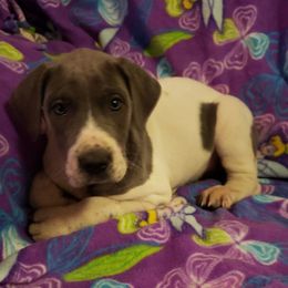 Great Dane Puppies from HCC Great Danes