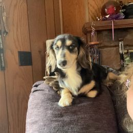 Millie - Dachshund