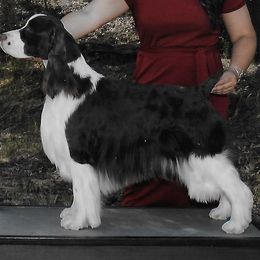 English Springer Spaniel Puppies from Shermade Springers