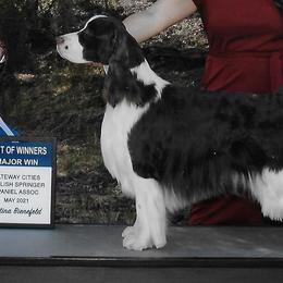 English Springer Spaniel Puppies from Shermade Springers