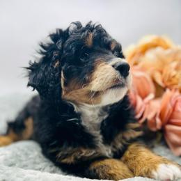 Jewel - Tri-color female Bernedoodle puppy in Northfield, New Jersey from Jersey Shore Double Doodles