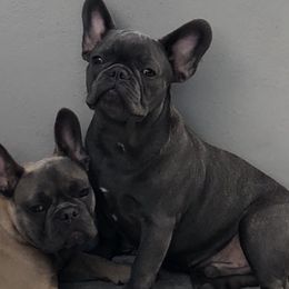French Bulldogs from Exotic Bull House