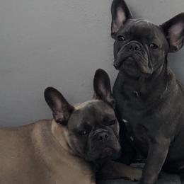French Bulldogs from Exotic Bull House