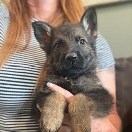 Black collar - Sable male German Shepherd puppy in Canterbury, Connecticut from Nachtwaechter German Shepherds, LLC