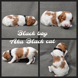 Black Cat - Orange and white male Brittany puppy in Osseo, Wisconsin from On Fire Brittanys