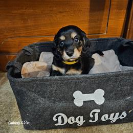 Satele (yellow) - Black and cream female Dachshund puppy in Hartford, Michigan from Mac Fam Dachshunds