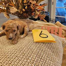 Girl 6 - Cream female Poodle puppy in Detroit, Michigan from Pretty Spoiled Spoos llc