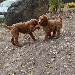 Poodle Puppies from CAStandardPoodles