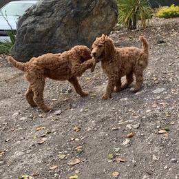 Poodle Puppies from CAStandardPoodles