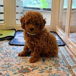 Aliss - Apricot female Goldendoodle puppy in Winter Springs, Florida from Lucky Heart TeddyBear Goldendoodles