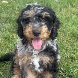 Boy 2 - male Bernedoodle puppy in Wayland, Michigan from Gun Lake Bernedoodles