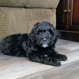 Marshall - Black male Goldendoodle puppy in Lewistown, Pennsylvania from Southern Star Goldendoodles