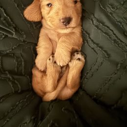 Boy 1 - Wheaten male Dachshund puppy in Gastonia, North Carolina from Lanier’s Little Weenies