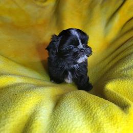 Bear - Liver male Shih Tzu puppy in Willard, Utah from Shih-tzu Queen