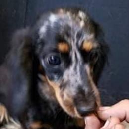 Truffles - Dachshund