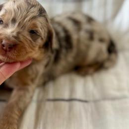 Nellie- turquoise collar - Merle female Bernedoodle puppy in Colorado Springs, Colorado from Mercy Mountain Bernedoodles