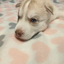 Siberian Husky Puppies from Tranton Kennels