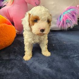 Winter - White female Cavapoo puppy in Knoxville, Tennessee from Shannan's Cavapoos