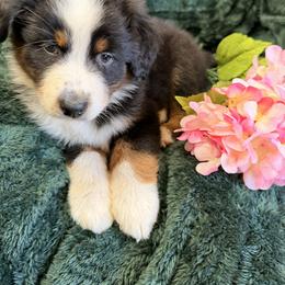Carnation - Black tri-color male Australian Shepherd puppy in Inverness, Florida from Swamp Puppy Canine Kennel
