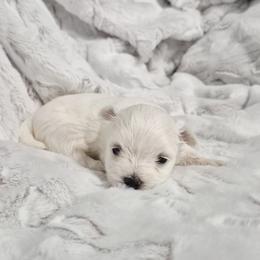 Milady - White female Maltese puppy in Austin, Texas from Austin Maltese Babies