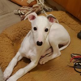 Winter - White and red brindle Whippet puppy in Delaware, Ohio from Unionblue Whippets