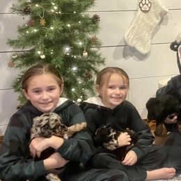 Bernedoodles and Goldendoodles from Blended Acres & Kennels