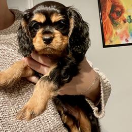 Cavalier King Charles Spaniel Puppies from Goddens Cavaliers