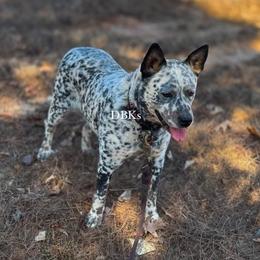 Anna - Australian Cattle Dog