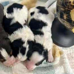 Bert - Tri-color male Bernedoodle puppy in Moulton, Iowa from Shondel Puppy Paws