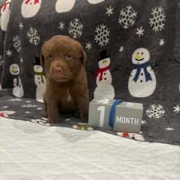 Blue Dot - Brown female Chesapeake Bay Retriever puppy in Wisconsin Dells, Wisconsin from Kilbourn Chesapeakes