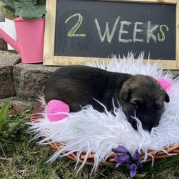 Shiloh Shepherd Puppies from Echo Shilohs