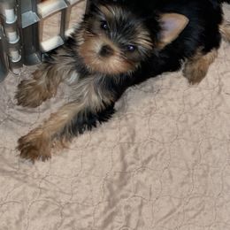 Biewer Terrier, Chinese Crested, and Yorkshire Terrier Puppies from FronkLinn Kennel