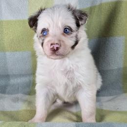 Wingardium Leviosa - Red merle female Border Collie puppy in Chicora, Pennsylvania from Riverwood