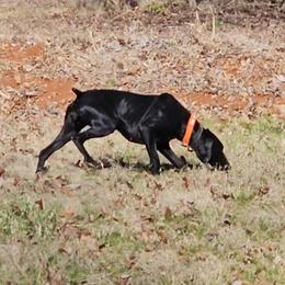 Hope - German Shorthaired Pointer