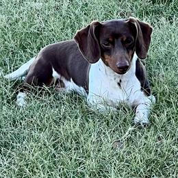 Chinch - Dachshund