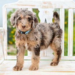 Aussiedoodle, Bernedoodle, Goldendoodle, and Irish Doodle Puppies from Sun Valley Goldendoodles