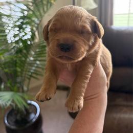 Orange - Dark golden female Golden Retriever puppy in Mountain Home, Idaho from Poppy's Garden Golden Retrievers