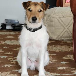 Parson Russell Terrier puppies from River Run Parson Russell terriers & River Run Ridgebacks