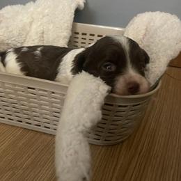 Havanese Puppies from Happiness in Havanese